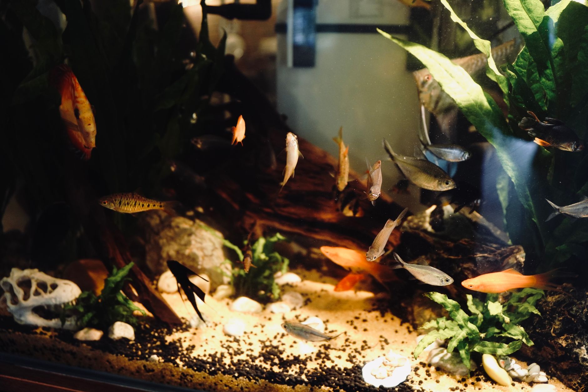 A vibrant display of various fish in a well-decorated aquarium with lush green plants and clear water.