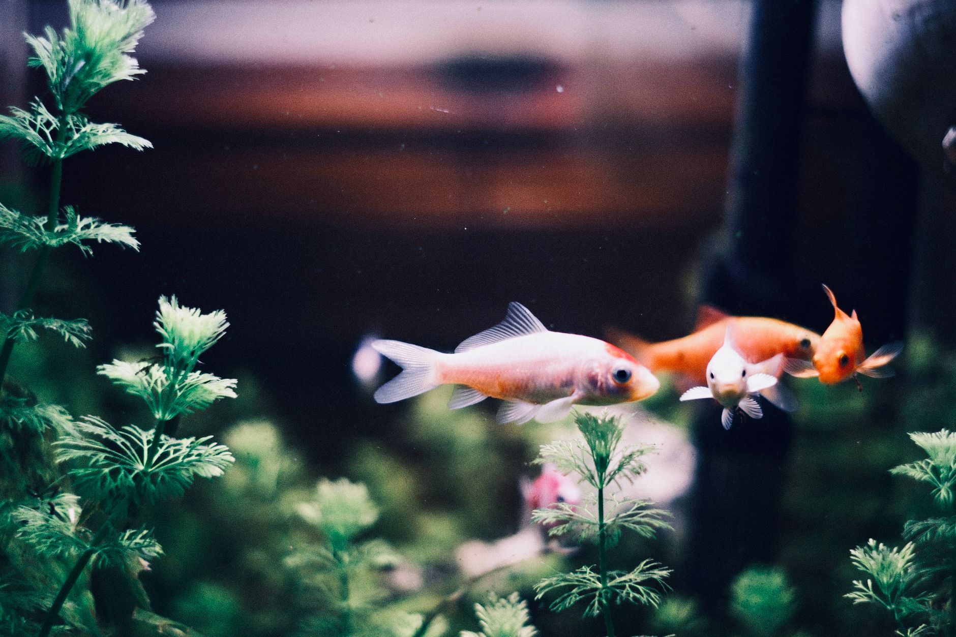 Vibrant goldfish swimming among green plants in a tranquil aquarium scene.